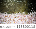 花筏（櫻花花瓣） 113800118