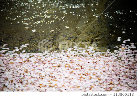 花筏(櫻花花瓣) 花筏(櫻花花瓣) 113800118