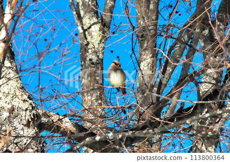 Waxwing Wild bird 113800364