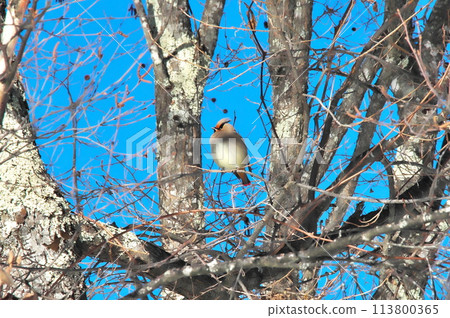 Waxwing Wild bird 113800365