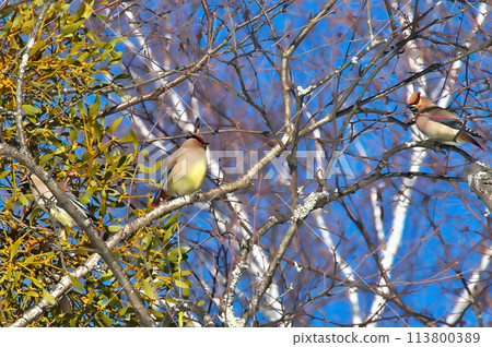 太平鳥 野鳥 113800389