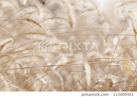 Fluffy Japanese silver grass 113800481