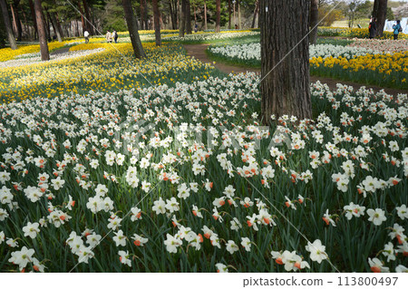 水仙 水仙 113800497