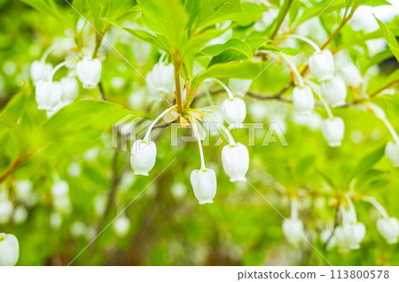 Close-up of white Enkianthus campanulatus flowers b-2 Vivid colors 113800578