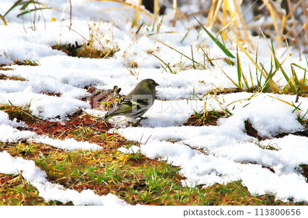 Eurasian Siskin Wild Bird Eurasian Siskin Wild Bird 113800656