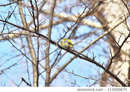 黃雀野生鳥 113800674