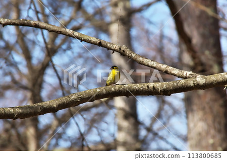 黃雀野生鳥 黃雀野生鳥 113800685