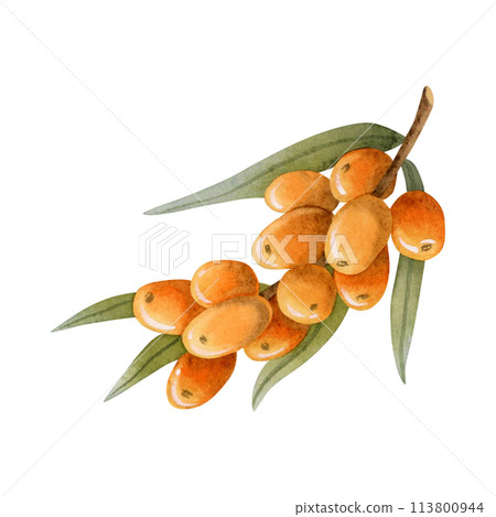 Sea buckthorn orange berries on branch with leaves watercolor illustration isolated on white for natural cosmetics with Hippophae, herbal tea, organic oil, jam and healing juice 113800944