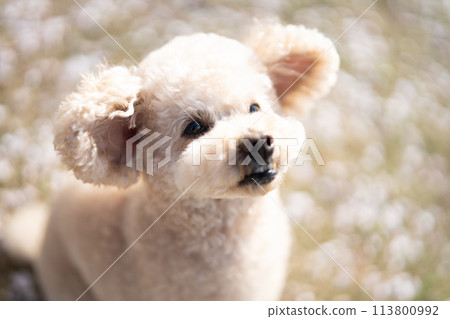 櫻花花瓣與玩具貴賓犬 113800992