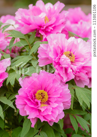 Early summer flower: large peony Early summer flower: large peony 113801106