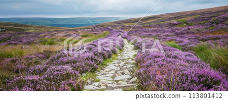 A panoramic view of a scenic highland moor pathway surrounded by vibrant purple heather 113801412