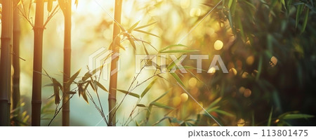 Serene bamboo forest in golden sunlight, symbolizing peace and nature's beauty Serene bamboo forest in golden sunlight, symbolizing peace and nature's beauty 113801475