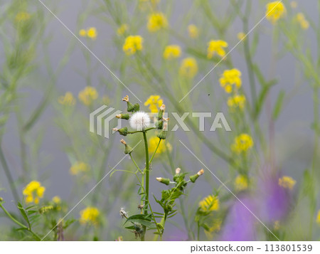Field daisies on the Yamato River riverbed 113801539