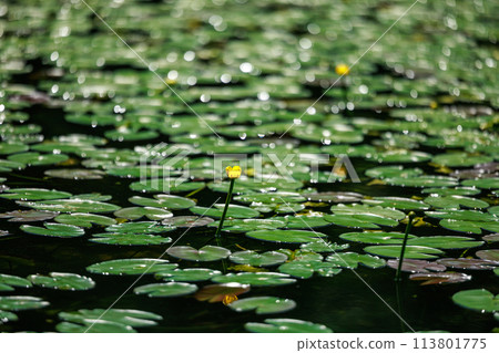 阿蘇池小倉紅根的自然棲息地(八女市星野村) 阿蘇池小倉紅根的自然棲息地(八女市星野村) 113801775