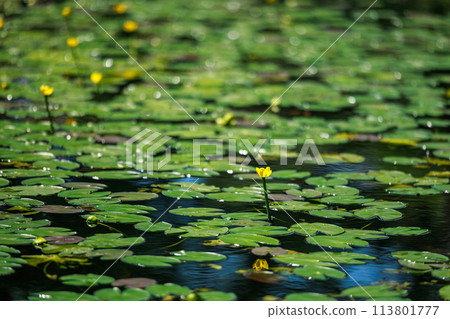 阿蘇池小倉紅根的自然棲息地（八女市星野村） 113801777