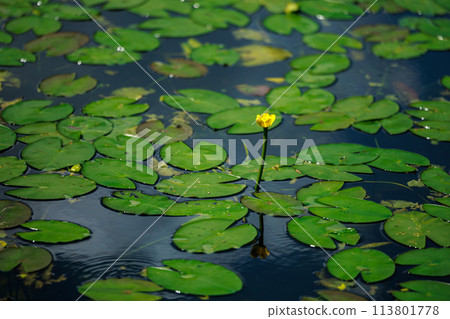 阿蘇池小倉紅根的自然棲息地（八女市星野村） 113801778