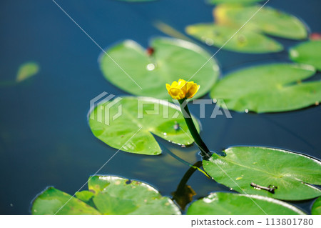 Aso Pond's natural habitat for the water lily (Hoshino Village, Yame City) Aso Pond's natural habitat for the water lily (Hoshino Village, Yame City) 113801780