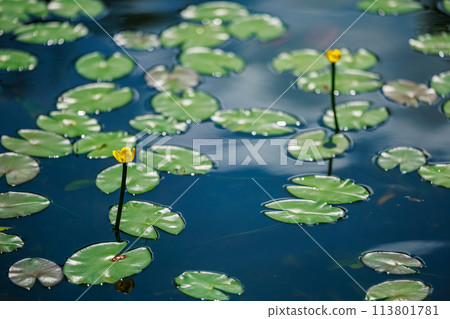 Aso Pond's natural habitat for the water lily (Hoshino Village, Yame City) Aso Pond's natural habitat for the water lily (Hoshino Village, Yame City) 113801781