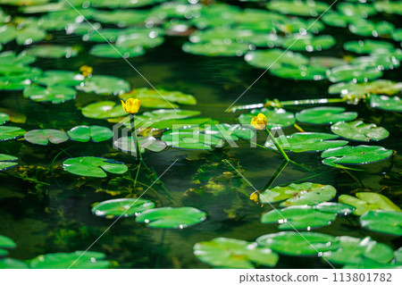 阿蘇池小倉紅根的自然棲息地（八女市星野村） 113801782