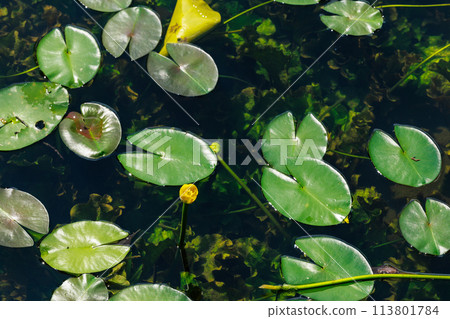 Aso Pond's natural habitat for the water lily (Hoshino Village, Yame City) Aso Pond's natural habitat for the water lily (Hoshino Village, Yame City) 113801784