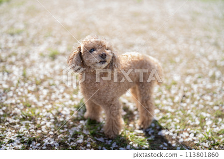 櫻花花瓣與玩具貴賓犬 113801860
