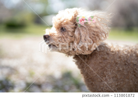 Cherry blossom petals and toy poodle 113801872