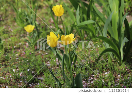 Yellow tulip flowers blooming in the spring garden Yellow tulip flowers blooming in the spring garden 113801914