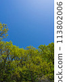 新鮮的青綠的天空 113802006
