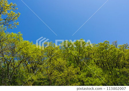 新鮮的青綠的天空 新鮮的青綠的天空 113802007