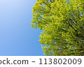 新鮮的青綠的天空 113802009