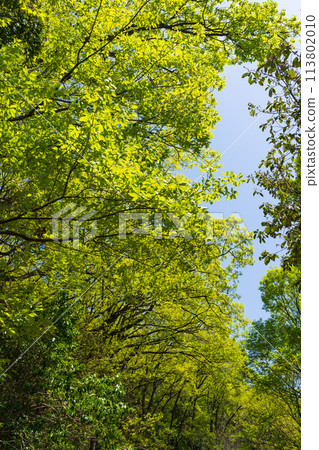 Fresh green Fresh green 113802010