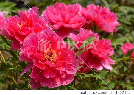 初夏花卉：大牡丹 113802102