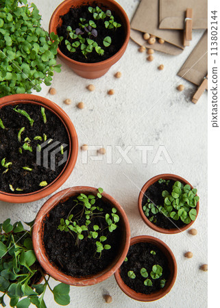 Pots with various vegetables seedlings. 113802144