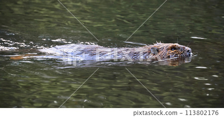 A close-up portrait of an North American beaver swimming on the lake 113802176