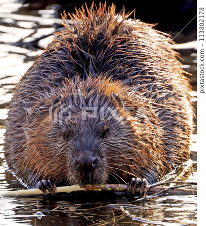 A close up portrait view of an North American beaver, Ontario, Canada 113802178