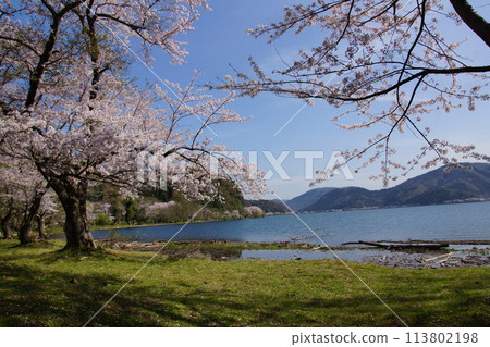 2024. Lake Biwa, Shiga Prefecture Kaizu Osaki Sakura 2024. Lake Biwa, Shiga Prefecture Kaizu Osaki Sakura 113802198