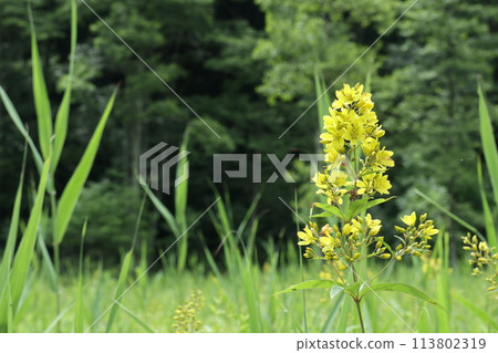 The vibrant yellow flowers of the Kusaredama flower bloom in the marshland The vibrant yellow flowers of the Kusaredama flower bloom in the marshland 113802319
