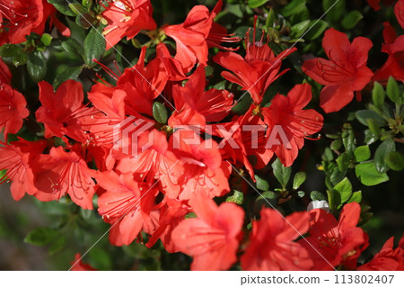 Red azalea flowers blooming in a spring garden Red azalea flowers blooming in a spring garden 113802407