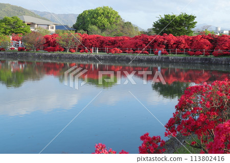 Kyoto, Hachijogaike Pond: Kirishima azaleas in full bloom reflected on the water Kyoto, Hachijogaike Pond: Kirishima azaleas in full bloom reflected on the water 113802416