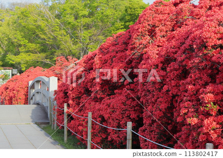 京都八條池霧島杜鵑花盛開 113802417