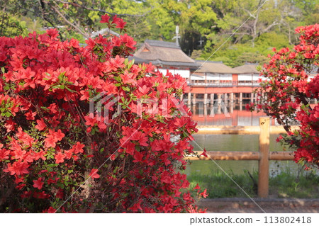 京都八丈外池的霧島杜鵑花 113802418