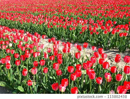 紅色鬱金香領域 113802438