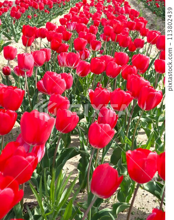 紅色鬱金香領域 113802439