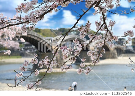 Scenery of Iwaya Park in spring when cherry blossoms bloom Scenery of Iwaya Park in spring when cherry blossoms bloom 113802546