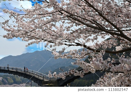 Cherry blossoms in full bloom seen from Kintai Bridge Cherry blossoms in full bloom seen from Kintai Bridge 113802547
