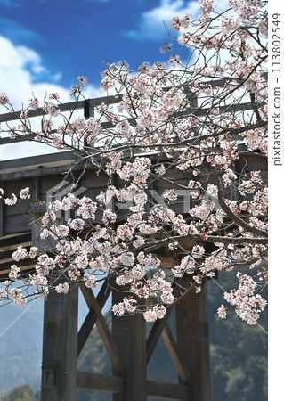 在盛開和藍天的櫻花 在盛開和藍天的櫻花 113802549