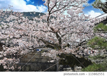 Mountains seen through the cherry blossoms in full bloom 113802551