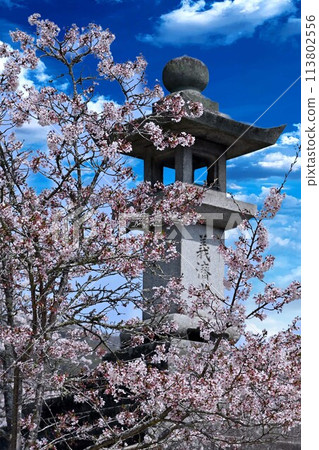 櫻花環繞的石燈籠 113802556