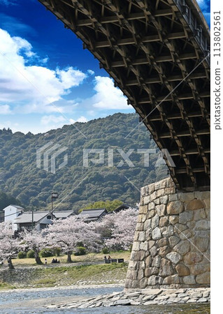 岩國市錦帶橋和櫻花 113802561