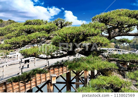 Kintaikyo Bridge, Iwakuni City and Yarikokashi Pine Kintaikyo Bridge, Iwakuni City and Yarikokashi Pine 113802569